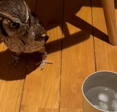 【コップとフクロウ】床に置かれたコップが気になるフクロウが可愛いすぎる！どうしても中が気になる！？「慣れないものを見るかのようで可愛い！」