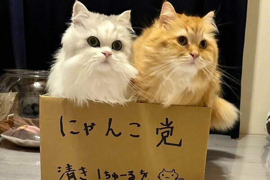 選挙活動する（？）猫2匹が話題！その後、夜に目撃した「切ない展開」に笑ってしまう