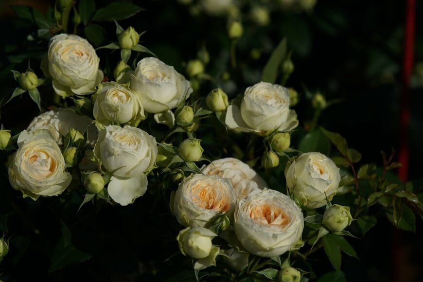 MasterChefNobu/shutterstock.com