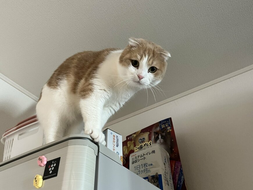 出所：@torotolo106106