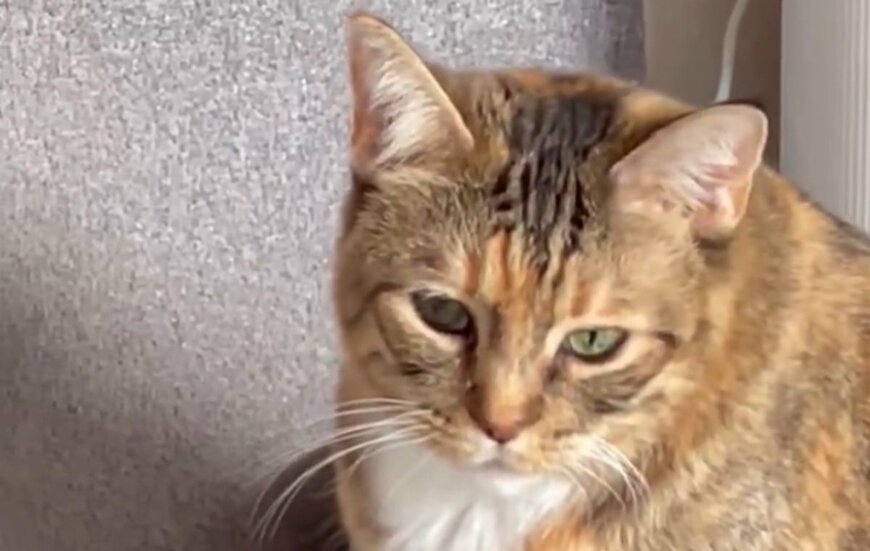 出所：@umenoconbu21