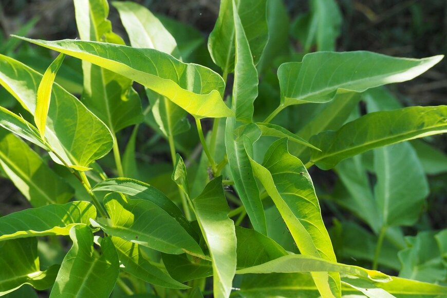 poteco/istockphoto.com