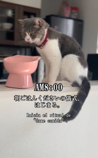 「朝ごはんをください」かわいすぎて抗えない猫ちゃんの朝の儀式が話題「無限に見ていられる」