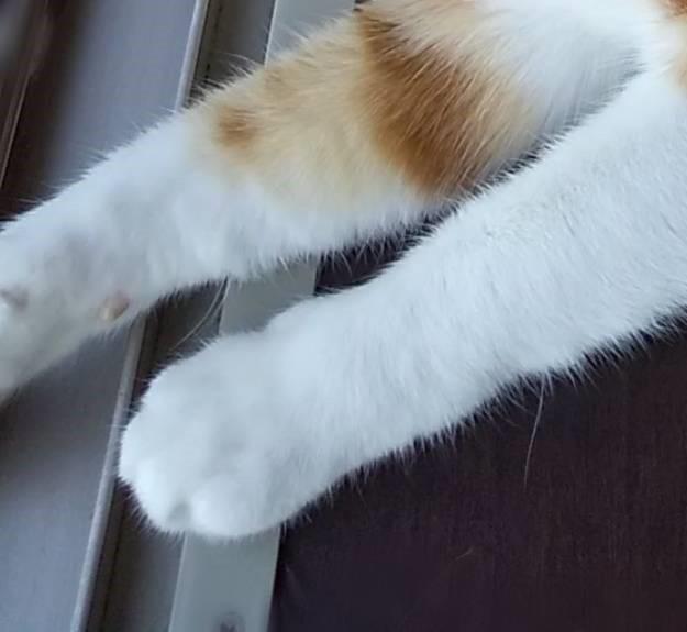 出所：@mero627puri914