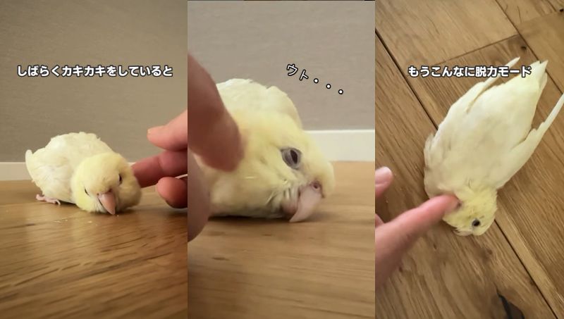 出所：@daiinkoteikoku_soraoto