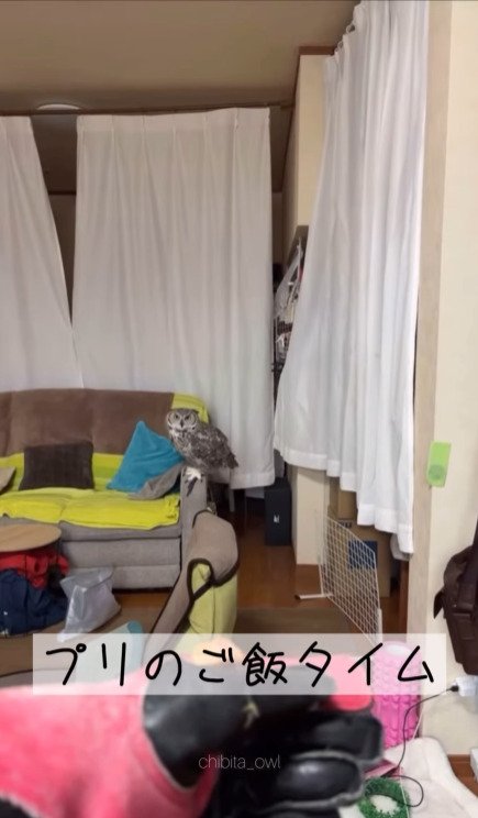 出所：@chibita_owl