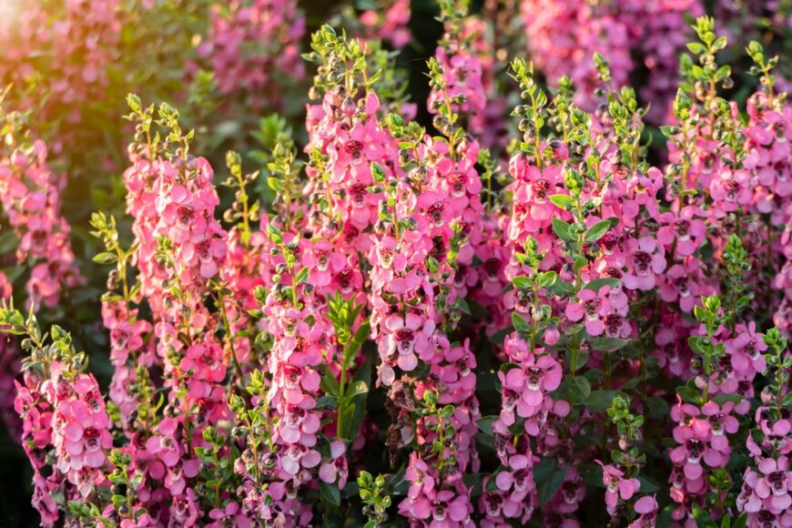 nippich somsaard/shutterstock.com