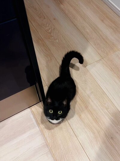 「目は口ほどに物を言うってこと？！」の声→視線で訴えてくる猫ちゃんの可愛すぎる様子に注目！