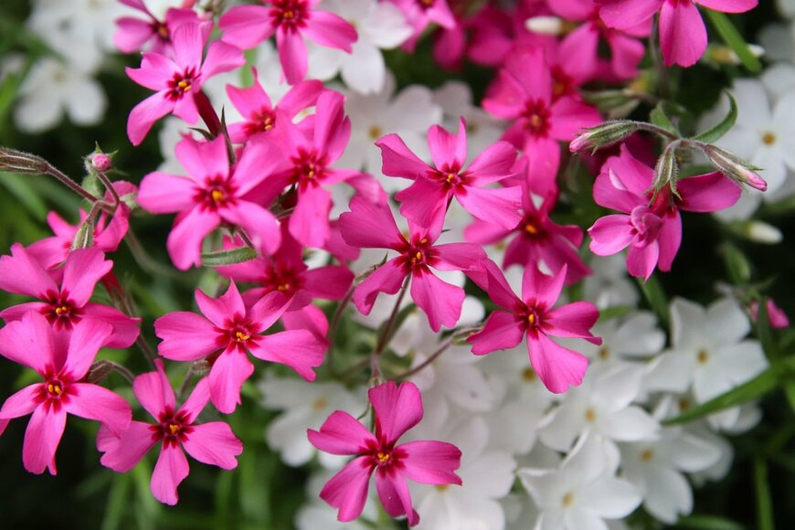 T. Miettinen/shutterstock.com