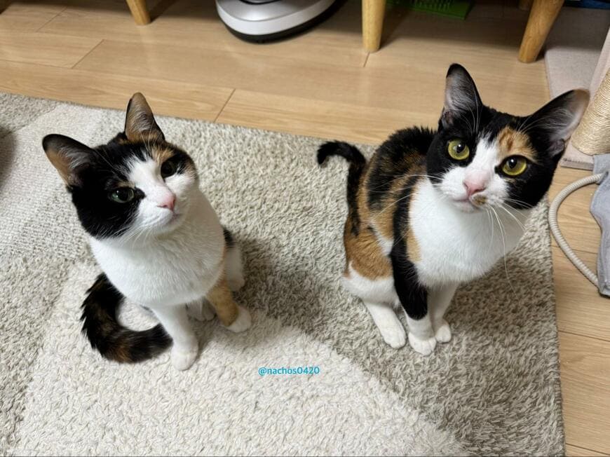 姉妹のようにそっくりな美人猫たちが喧嘩？　「人間のような表情」に思わず二度見