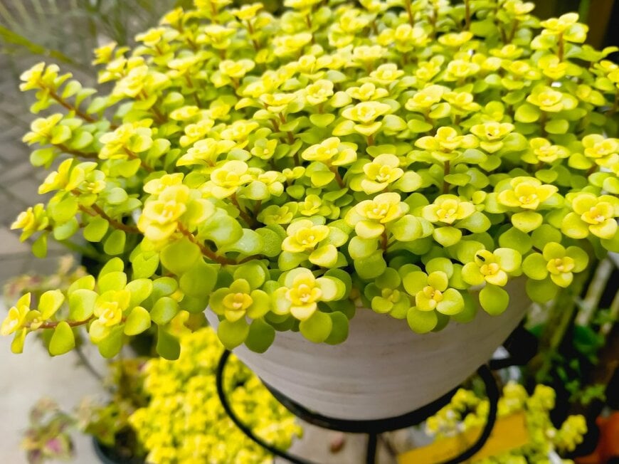 Wienz Abud/shutterstock.com