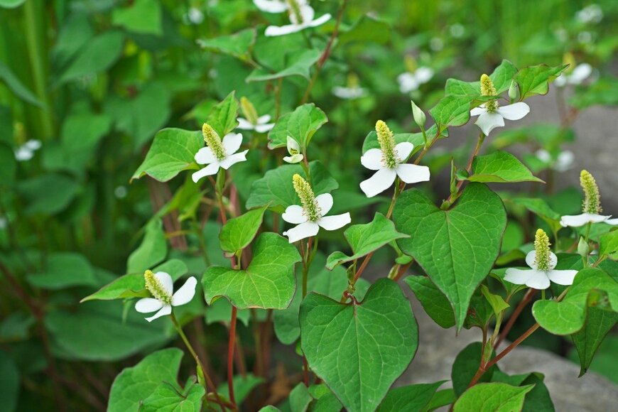 igaguri_1/istockphoto.com