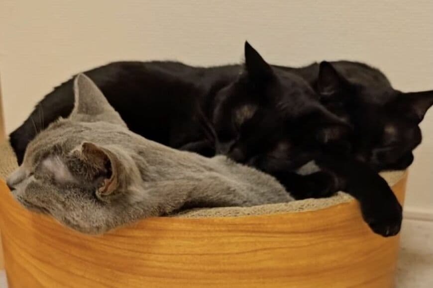 1つのベッドに集まる3匹の猫ちゃん → ただ1匹だけ…「モテるって大変」「かわいいような」