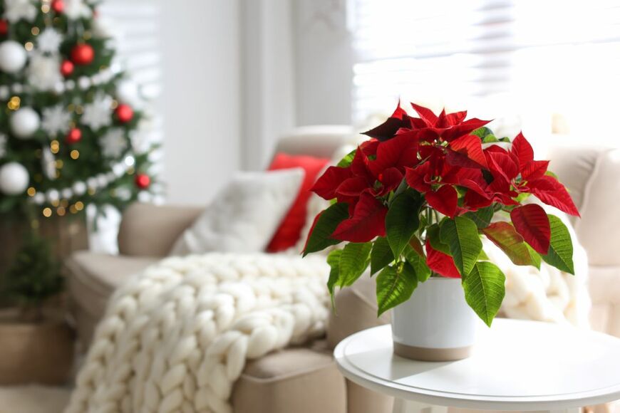 【世界のガーデニング】クリスマスシーズンの花とプレゼーペ！イタリアの冬を彩る風物詩