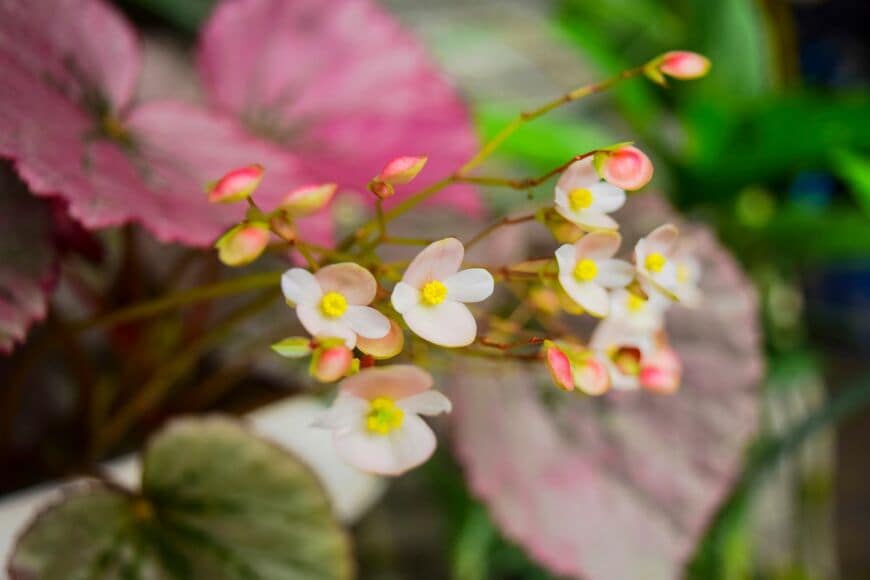 うつむき加減に咲く花が情緒的な「シュウカイドウ」
