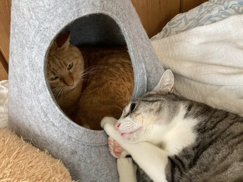 遊びたくない猫と遊びたい猫