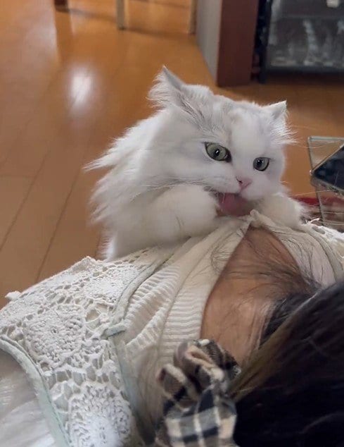 かまってほしい猫