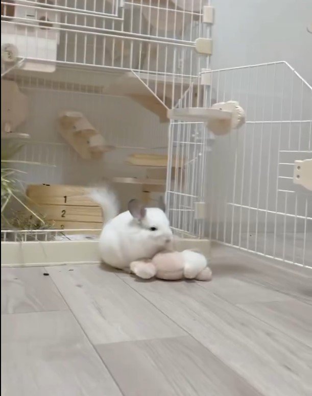 ぬいぐるみとチンチラ
