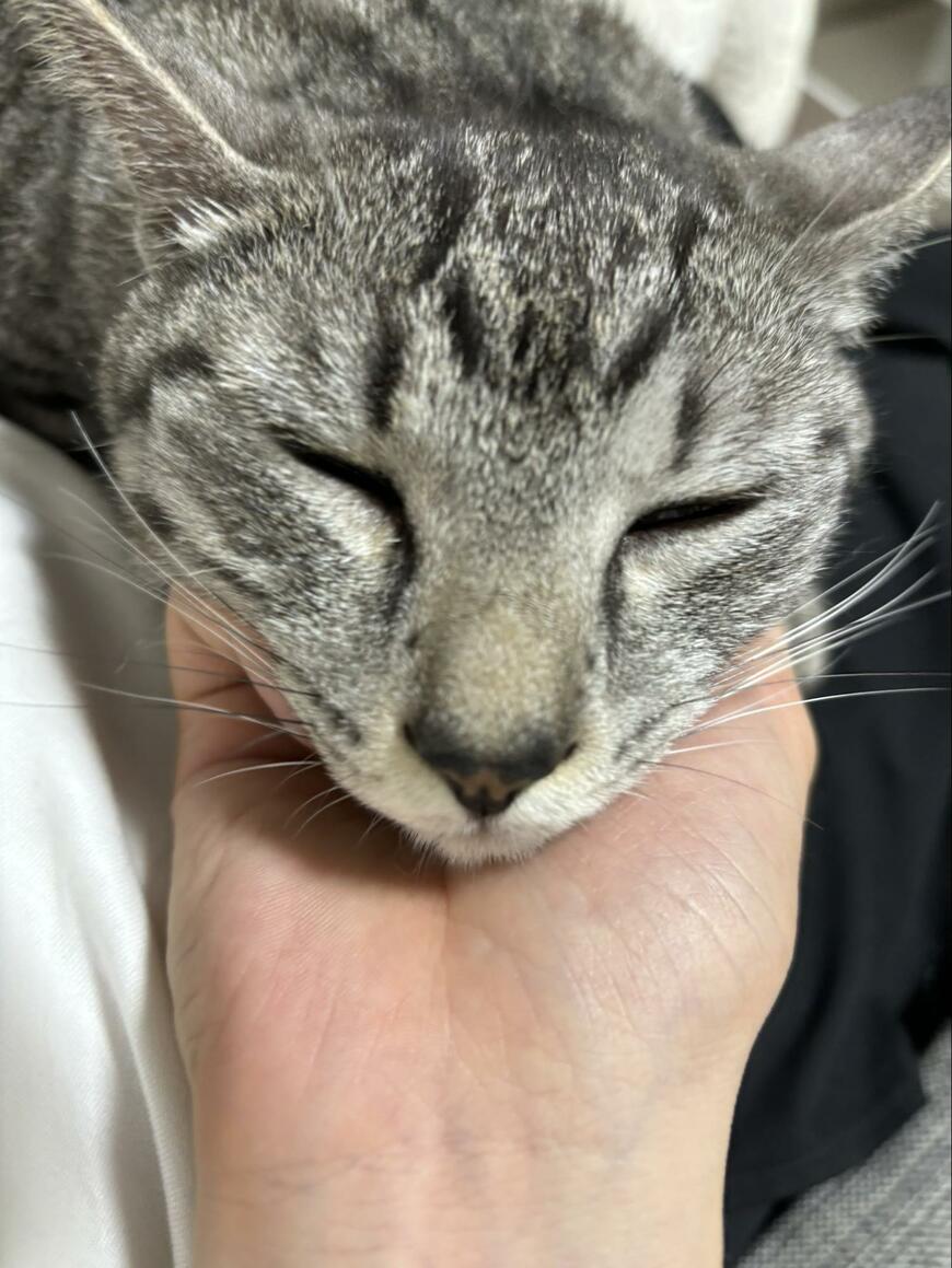 手のひらに猫の顔