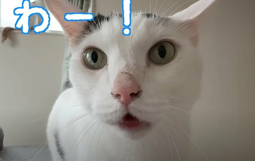 投稿動画のワンシーン