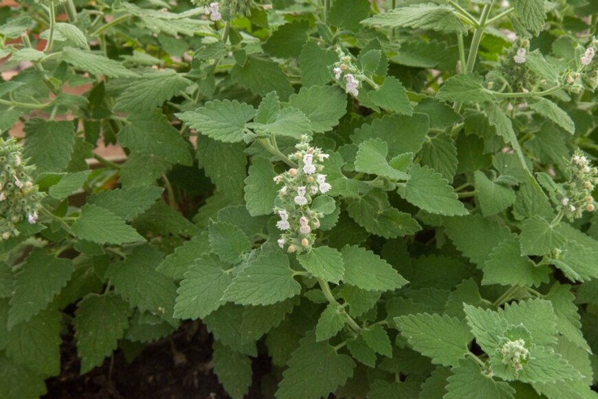 フワフワの葉の中に白い小花を穂状に咲かせているキャットニップ