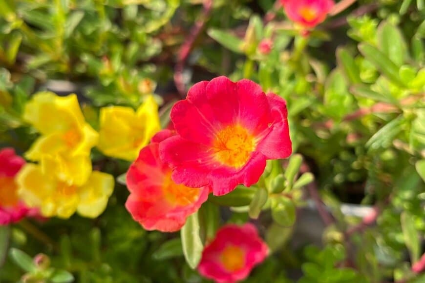 オレンジと黄色のポーチュラカの花が咲いている。