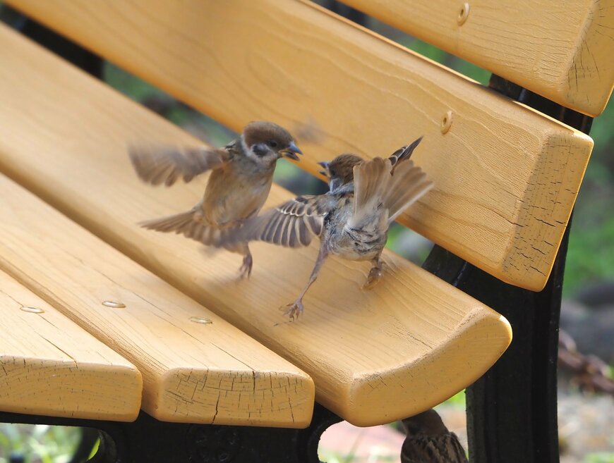 まだ小さなスズメの喧嘩