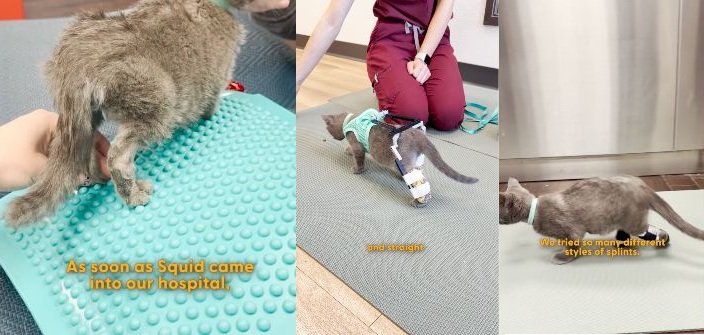 投稿の画像