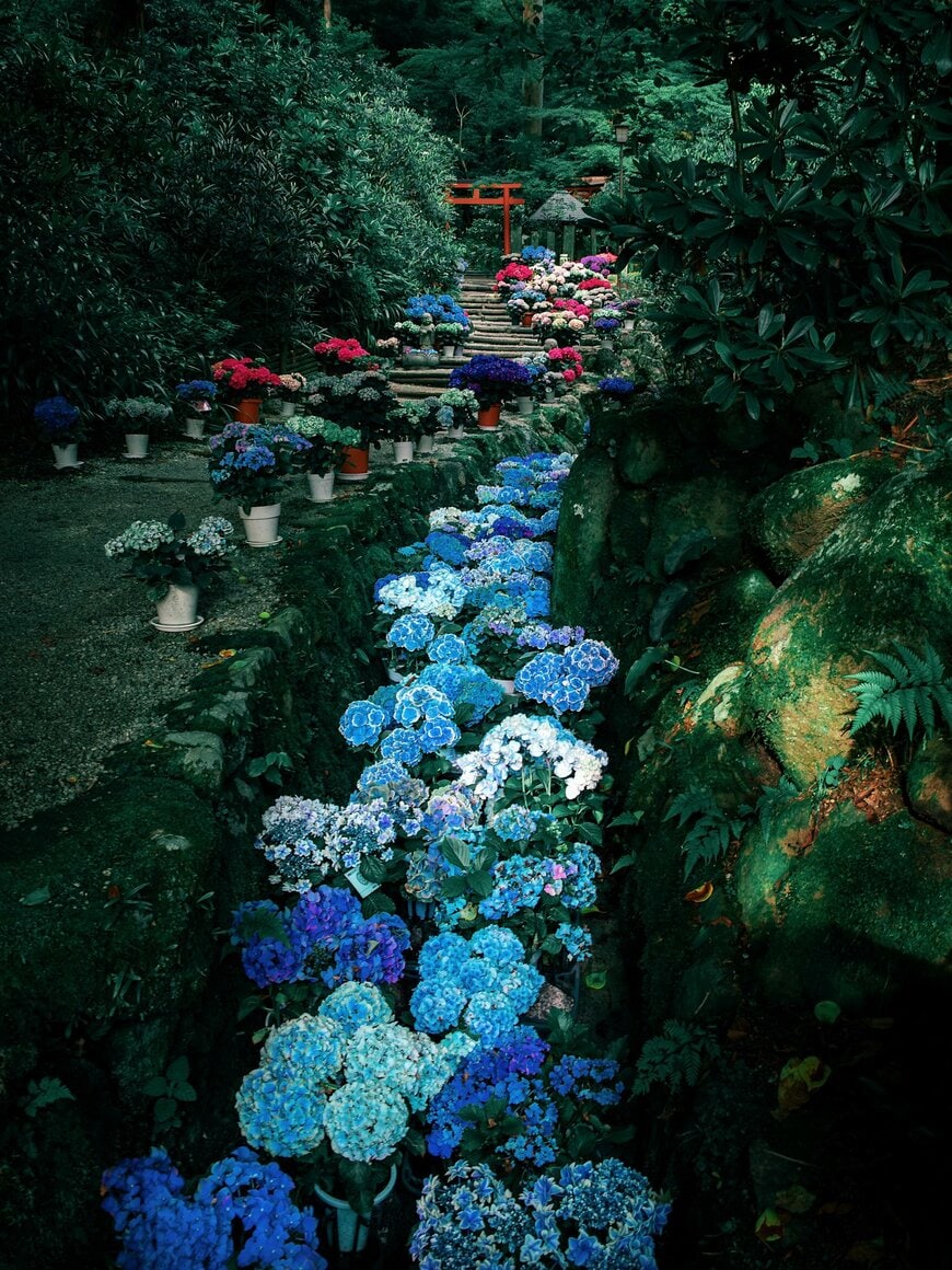 幻想的な紫陽花の川