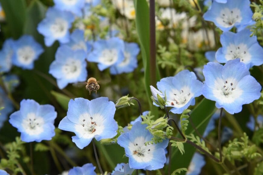水色のネモフィラの花々