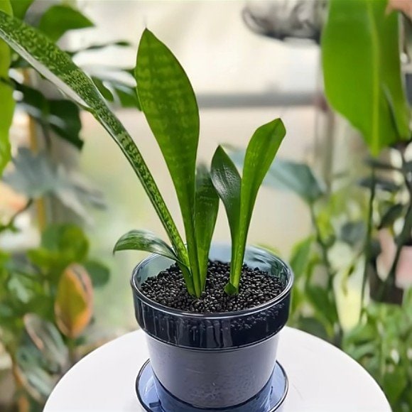 サンセベリアの鉢植え