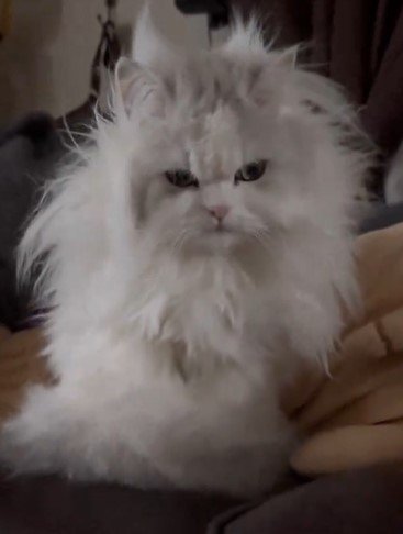 毛づくろいした猫