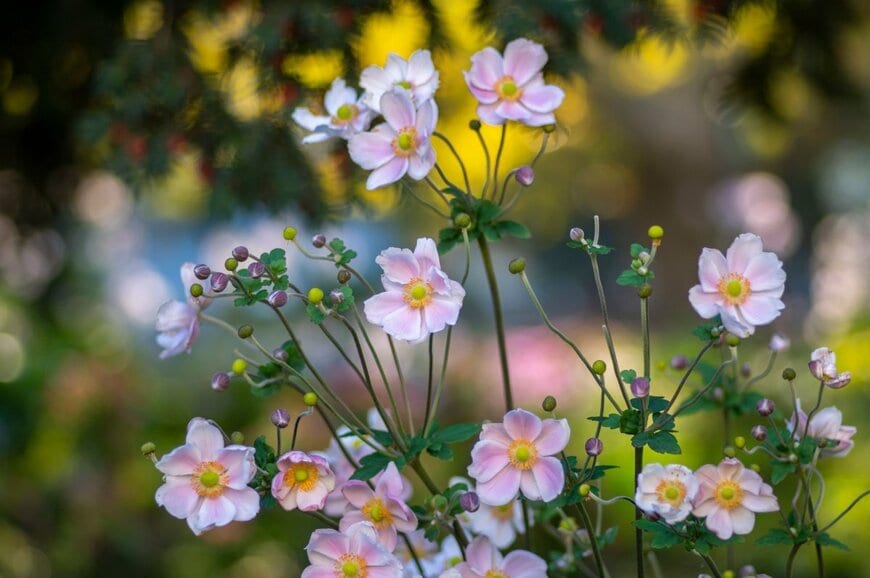 淡いピンク色の花を咲かせている、シュウメイギク