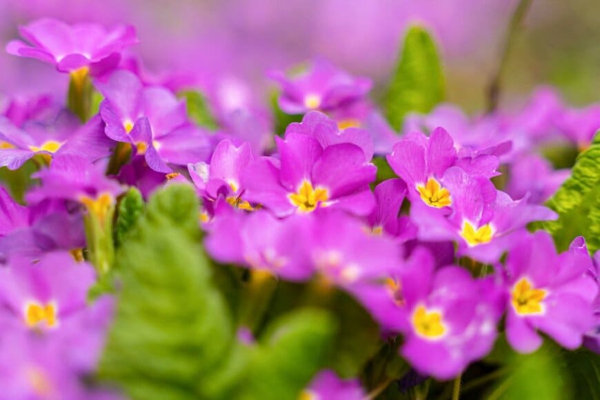 ピンクの花を咲かせている、プリムラ・ジュリアン