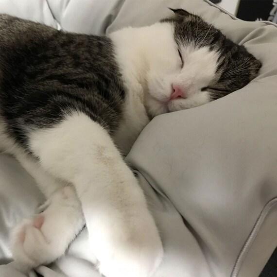 ニトリ、ペットベッド(Nホテル シカクGY)画像