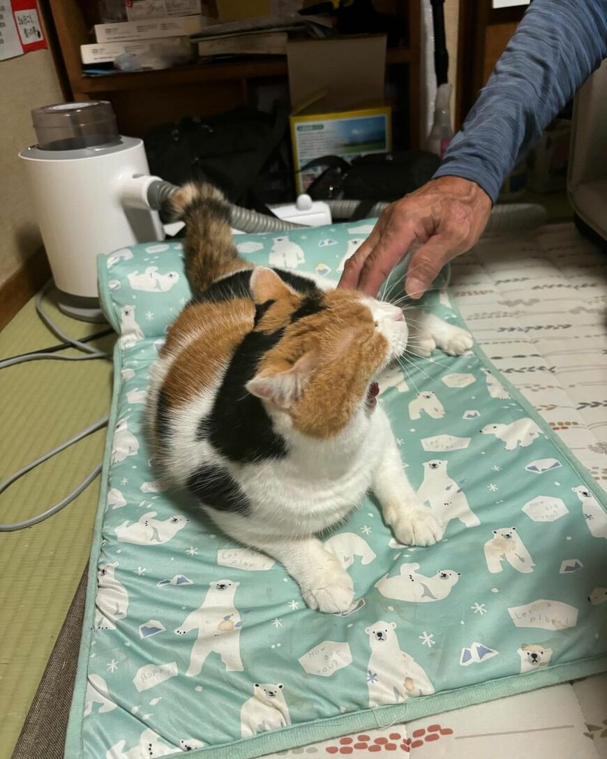 あくびをする猫