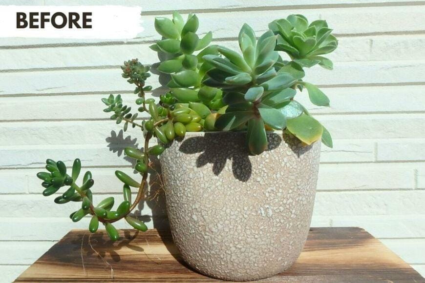 多肉植物の写真。仕立て直し前の様子