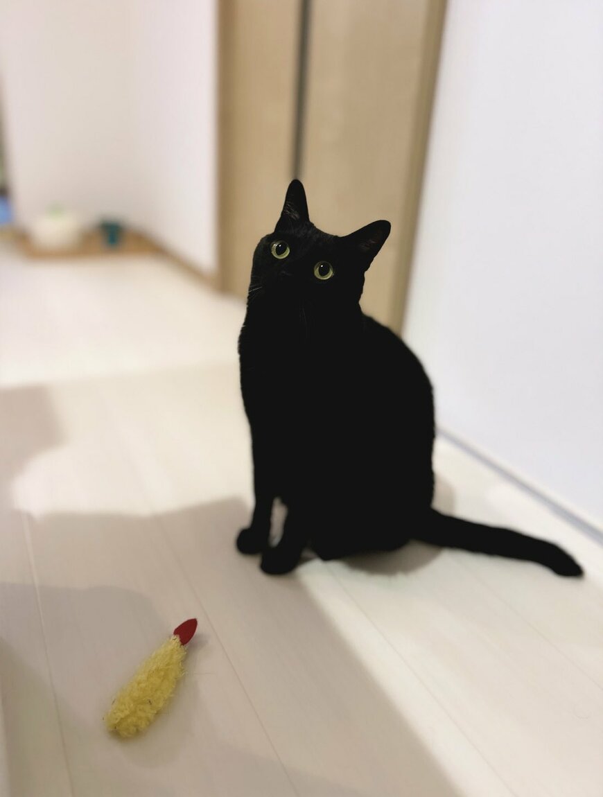 えび天のぬいぐるみと猫