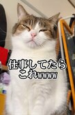 在宅ワーク中に猫ちゃん登場→ジトッとした視線の意味は？！「もう、可愛い」と話題