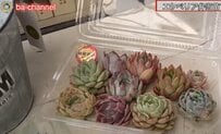 【エケベリアの多肉弁当】パックに入った多肉植物をおしゃれな寄せ植えにする動画にうっとり