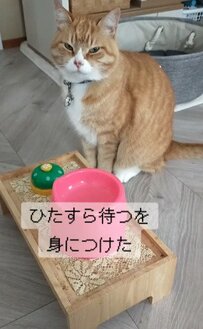 【賢い！】真剣な表情でじっとしている猫ちゃん！目の前にあるのは一体？「すごい！」「かわいい！」と驚くユーザー続出！