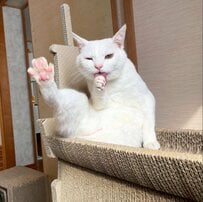 「不思議な力で後ろへ飛んでる」猫ちゃんに衝撃！「大きい白海老」のような姿に2800いいね