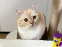 「なぜ何も思わないのw」“シカトが上手い猫”に爆笑の嵐！意外な結末がSNSで反響