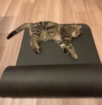 ヨガの邪魔をする猫さん　諦めてマットを片付けようとしたら…まさかの展開に笑ってしまう