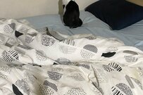 壁と向き合う猫さん　哀愁漂う後ろ姿に反響「話し相手が…」