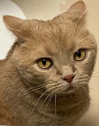 猫の「グータッチ」にほっこり！画面越しに拳を合わせたくなる愛らしい姿に反響