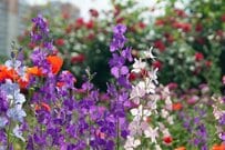 【ガーデニング】60代から始める！草花の個性を活かす庭作り＆オススメの花13選