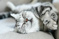 愛猫＆愛犬と暮らす方に！座面も「まるごと全部洗える」ソファが登場。いつでも清潔な状態をキープできます