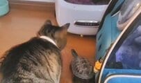 「今回は大丈夫だよ…」おやつが取れない猫と助けたい亀のやりとりに目を疑う