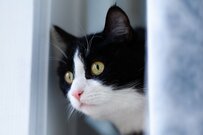 【4月分から年金は1.9%増額】振込はいつ？金額はいつ分かる？《年金一覧表》厚生年金・国民年金「60歳～90歳以上」年齢別の平均額も丸わかり